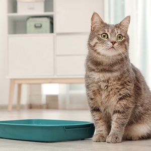 Ever-Clean-Clumping-Cat-Litter-Cat-Care-Love-Your-Litter-Tray-Article-Image-1430x1467px-1-800x800-c-default
